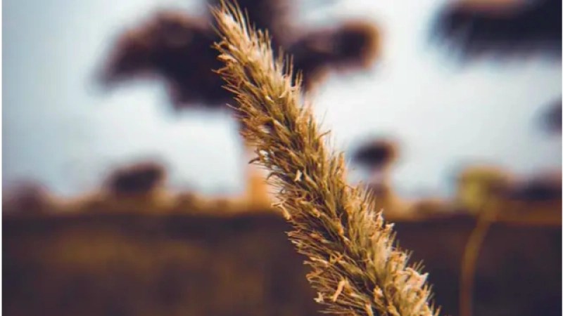 SALIC supplies 30% of the Saudi's wheat needs in 2022