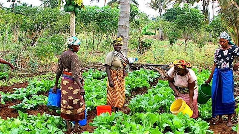 Nigeria food security: Experts seek support for women farmers