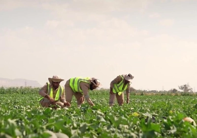 KHALEEJ TIMES : Emirats Arabes Unis : Nouveau partenariat pour aider les agriculteurs à surmonter le changement climatique