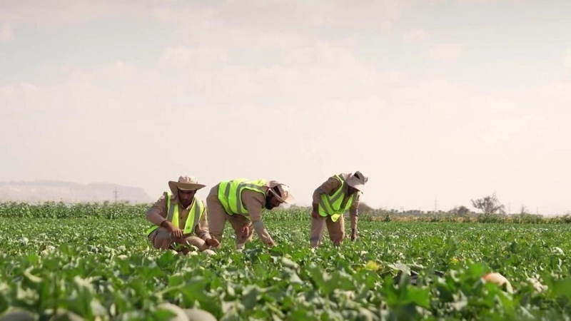 KHALEEJ TIMES : Emirats Arabes Unis : Nouveau partenariat pour aider les agriculteurs à surmonter le changement climatique