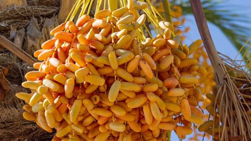 Why unripe dates could be the next big UAE food trend